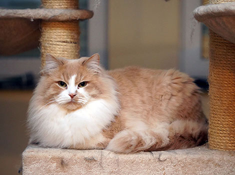 Hendrik vom Ohlenberg